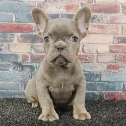 Female French Bulldog puppy for sale at Puppy Dreams - Wichita West.