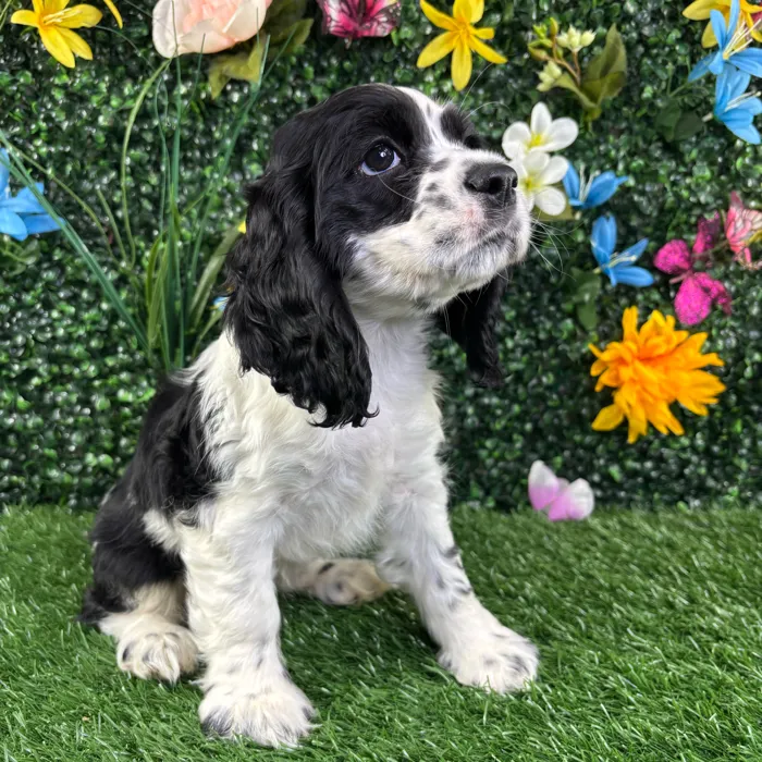 Female Cocker Spaniel puppy named Beulah for sale at Puppy Dreams - Junction City.