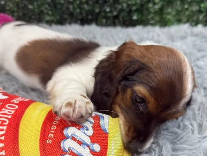 Female Dachshund Puppy for Sale in Wichita, KS