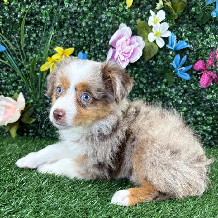 Male Mini Aussie puppy named Frito for sale at Puppy Dreams - Wichita West.
