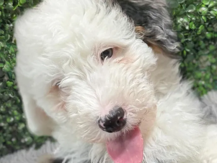 Male Bernedoodle-mini poodle Puppy for Sale in Wichita, KS