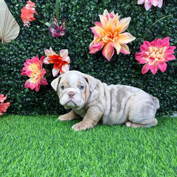 Male English Bulldog puppy named Zero for sale at Puppy Dreams - Wichita West.