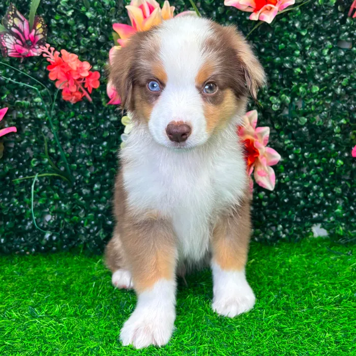 Male Mini Aussie puppy named Blaze for sale at Puppy Dreams - Wichita West.