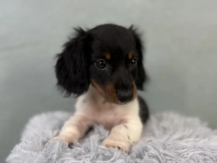 Male Dachshund Puppy for Sale in Wichita, KS