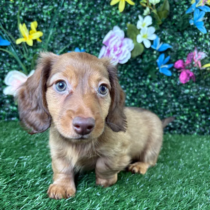 Female Dachshund puppy named Bologna for sale at Puppy Dreams - Wichita West.