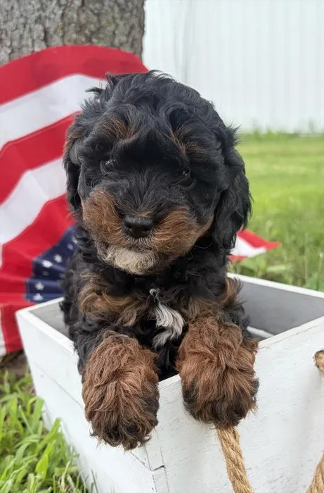 Female Bernedoodle puppy for sale at Puppy Dreams - Wichita West.