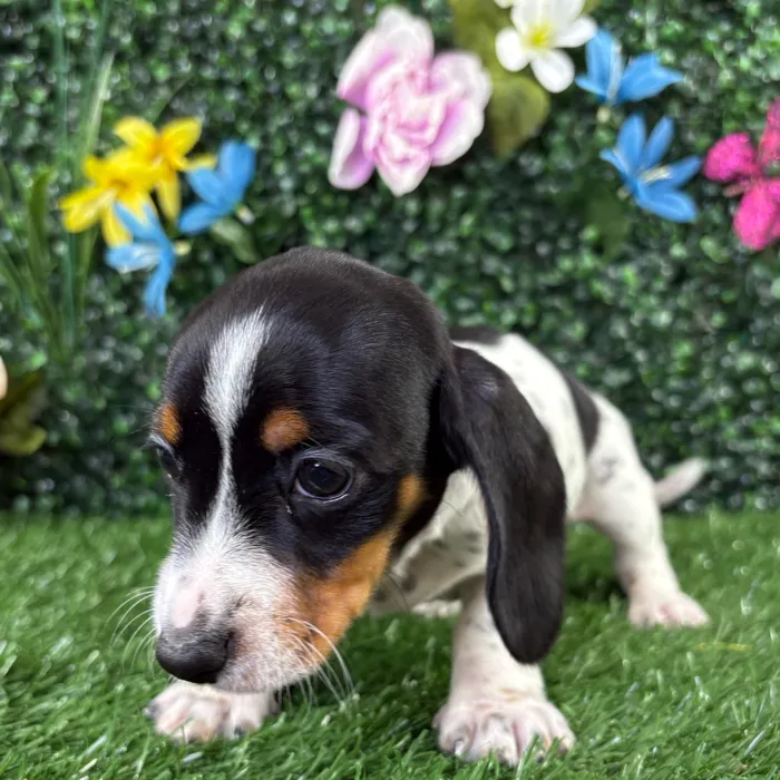 Female Dachshund puppy named Bella for sale at Puppy Dreams - Junction City.