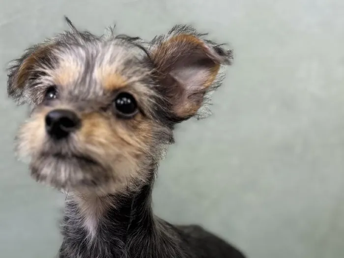 Female Chorkie Puppy for Sale in Wichita, KS