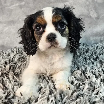 Male Cavalier King Charles Spaniel puppy named Brutus for sale at Puppy Dreams - Junction City.