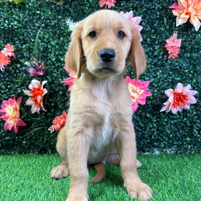 Female Golden Retriever puppy named Gracie for sale at Puppy Dreams - Wichita West.