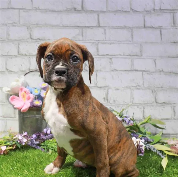 Female Boxer puppy for sale at Puppy Dreams - Wichita West.