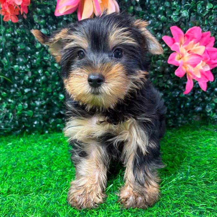 Male Yorkie puppy named Runtz for sale at Puppy Dreams - Wichita West.