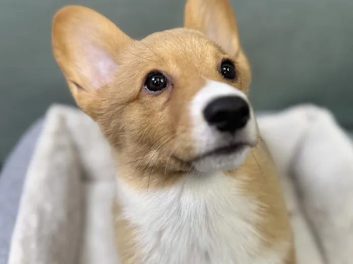 Male Pembroke Welsh Corgi Puppy for Sale in Wichita, KS