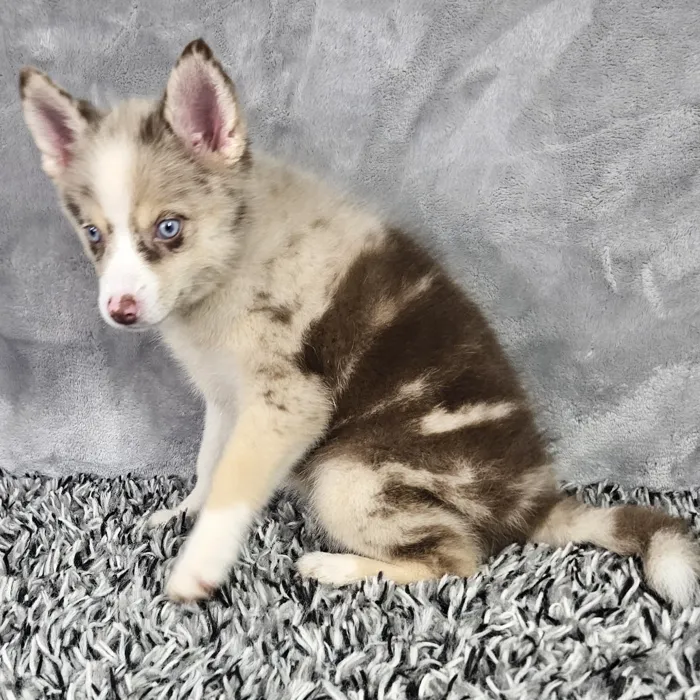 Female Pomsky puppy named Aspen for sale at Puppy Dreams - Junction City.