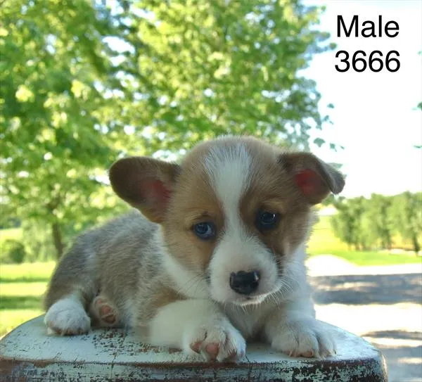 Male Pembroke Welsh Corgi puppy for sale at Puppy Dreams - Wichita West.