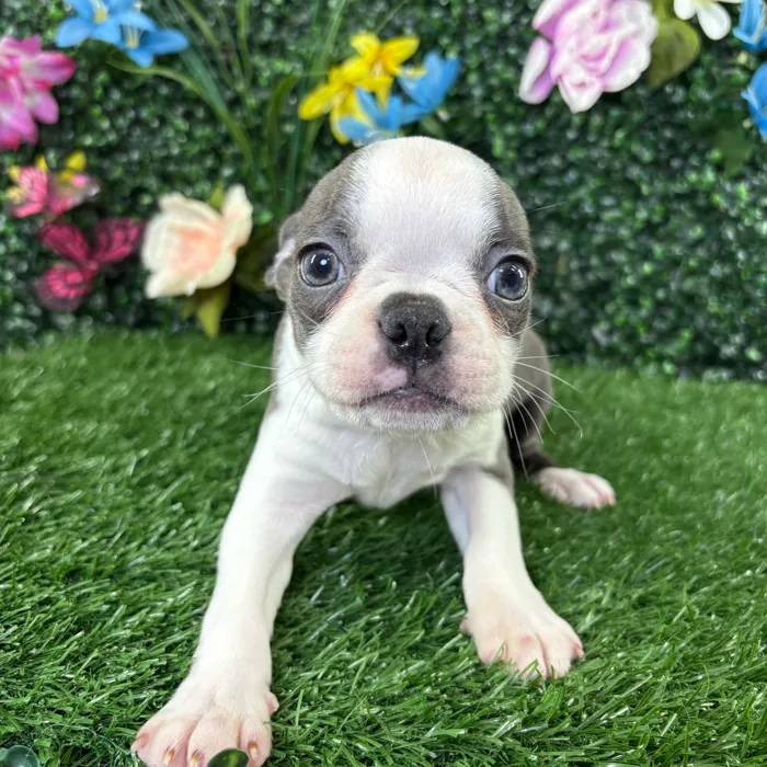 Female Boston Terrier puppy named Baked Beans for sale at Puppy Dreams - Wichita West.