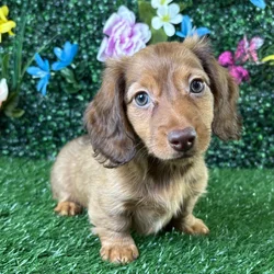 Female Dachshund puppy named Bologna for sale at Puppy Dreams - Wichita West.