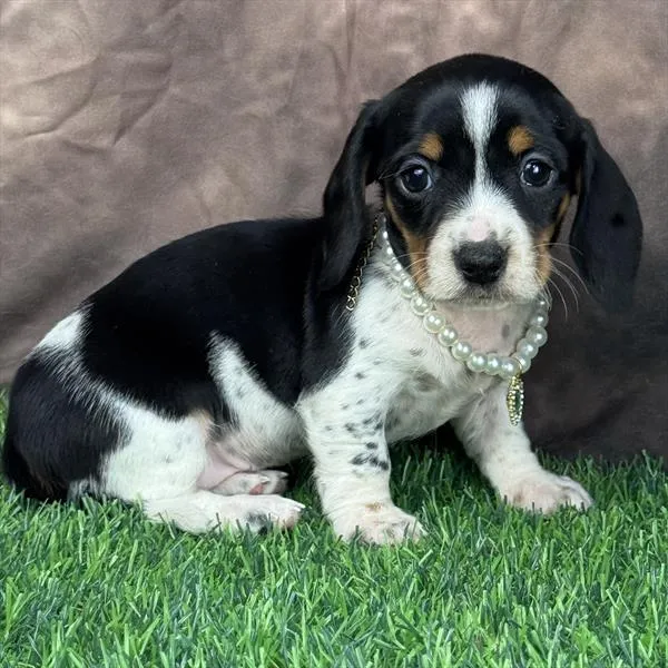 Female Dachshund puppy for sale at Puppy Dreams - Wichita West.