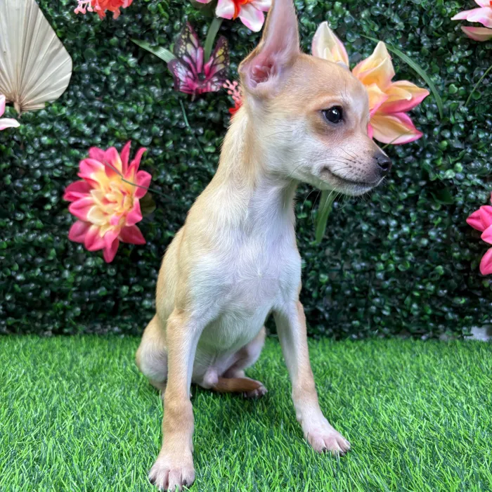 Male Chihuahua puppy named Banana for sale at Puppy Dreams - Wichita West.