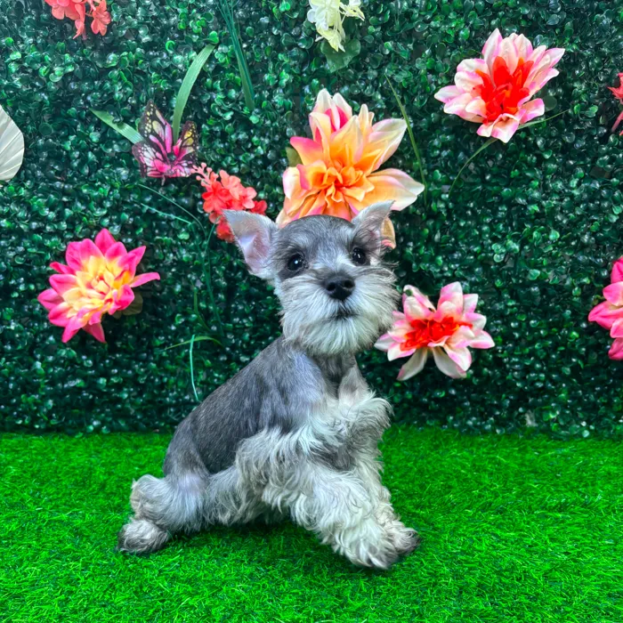 Female Mini Schnauzer puppy named Heidi for sale at Puppy Dreams - Wichita West.