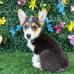 Male Pembroke Welsh Corgi puppy named Meatloaf for sale at Puppy Dreams - Wichita West.