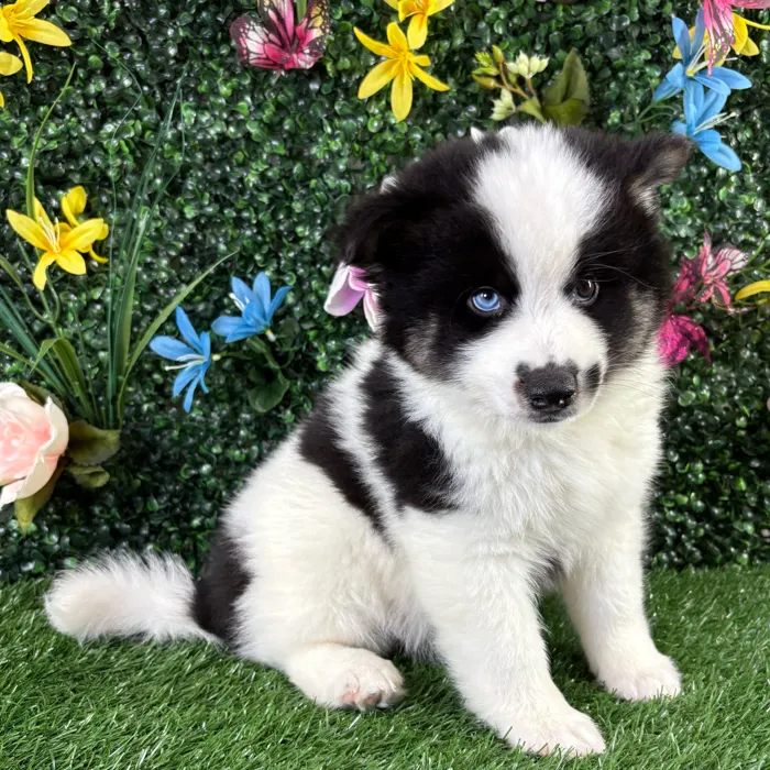 Male Alaskan Klee Kai puppy named Squash for sale at Puppy Dreams - Wichita West.