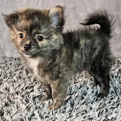 Male Pomchi puppy named Bentley for sale at Puppy Dreams - Junction City.