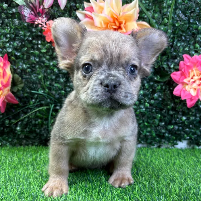 Male French Bulldog puppy named Cashew for sale at Puppy Dreams - Wichita West.