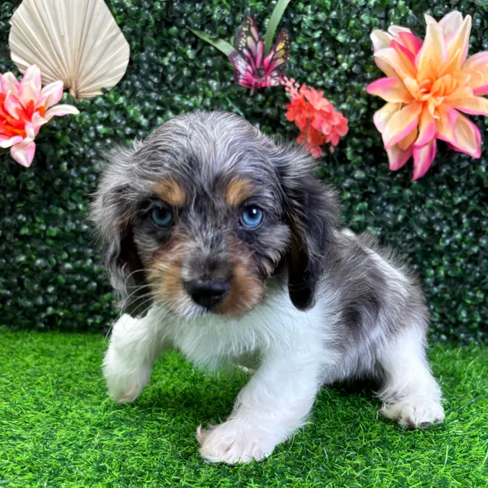 Male Cavapoo puppy named Coal for sale at Puppy Dreams - Wichita West.