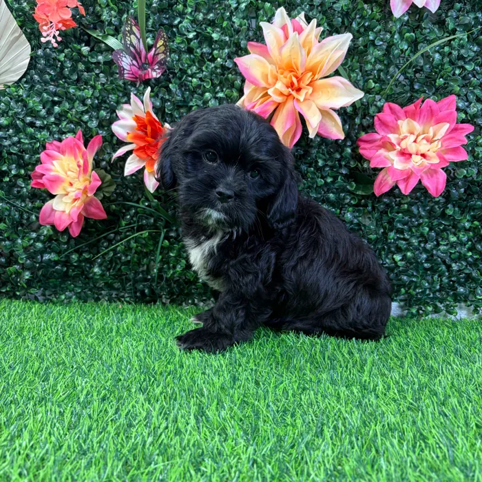 Male Cavatzu puppy named Calvin for sale at Puppy Dreams - Wichita West.