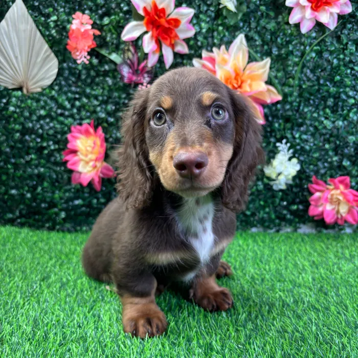 Male Dachshund puppy named Java for sale at Puppy Dreams - Wichita West.