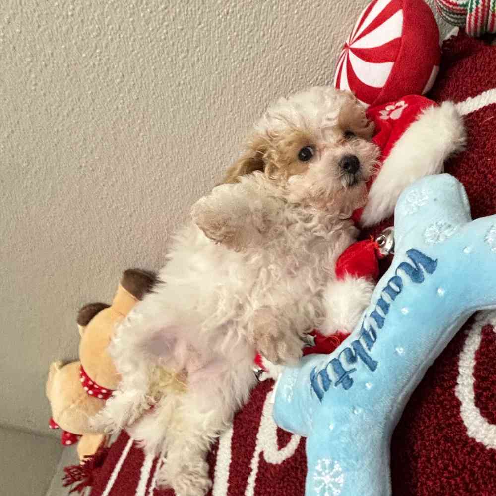 Female Bichon-Poodle puppy named Charlie for sale at Puppy Dreams - Wichita West.