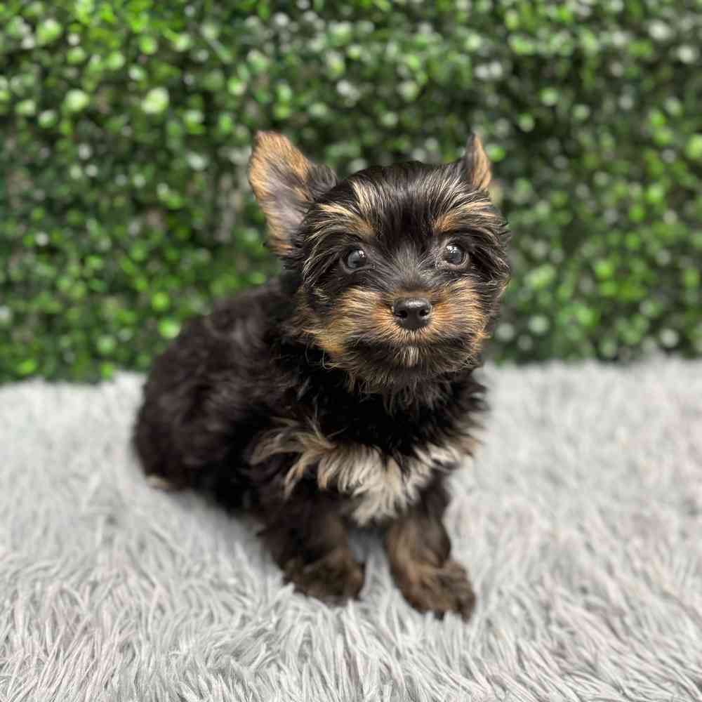 Male Yorkie puppy named Bear for sale at Puppy Dreams - Junction City.