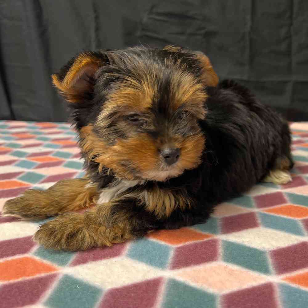 Female Yorkie puppy named Maisy for sale at Puppy Dreams - Junction City.