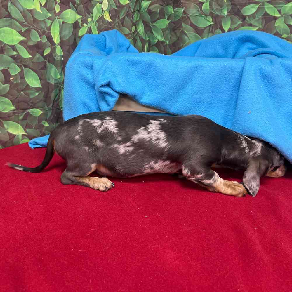 Male Dachshund puppy named Chief for sale at Puppy Dreams - Junction City.
