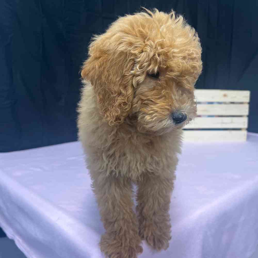 Female Mini Goldendoodle puppy named Keira for sale at Puppy Dreams - Junction City.