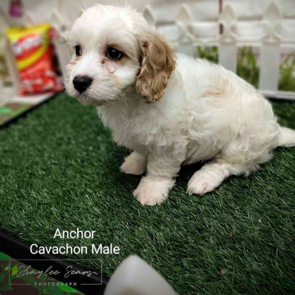Male Cavachon puppy named Anchor for sale at Puppy Dreams - Wichita West.