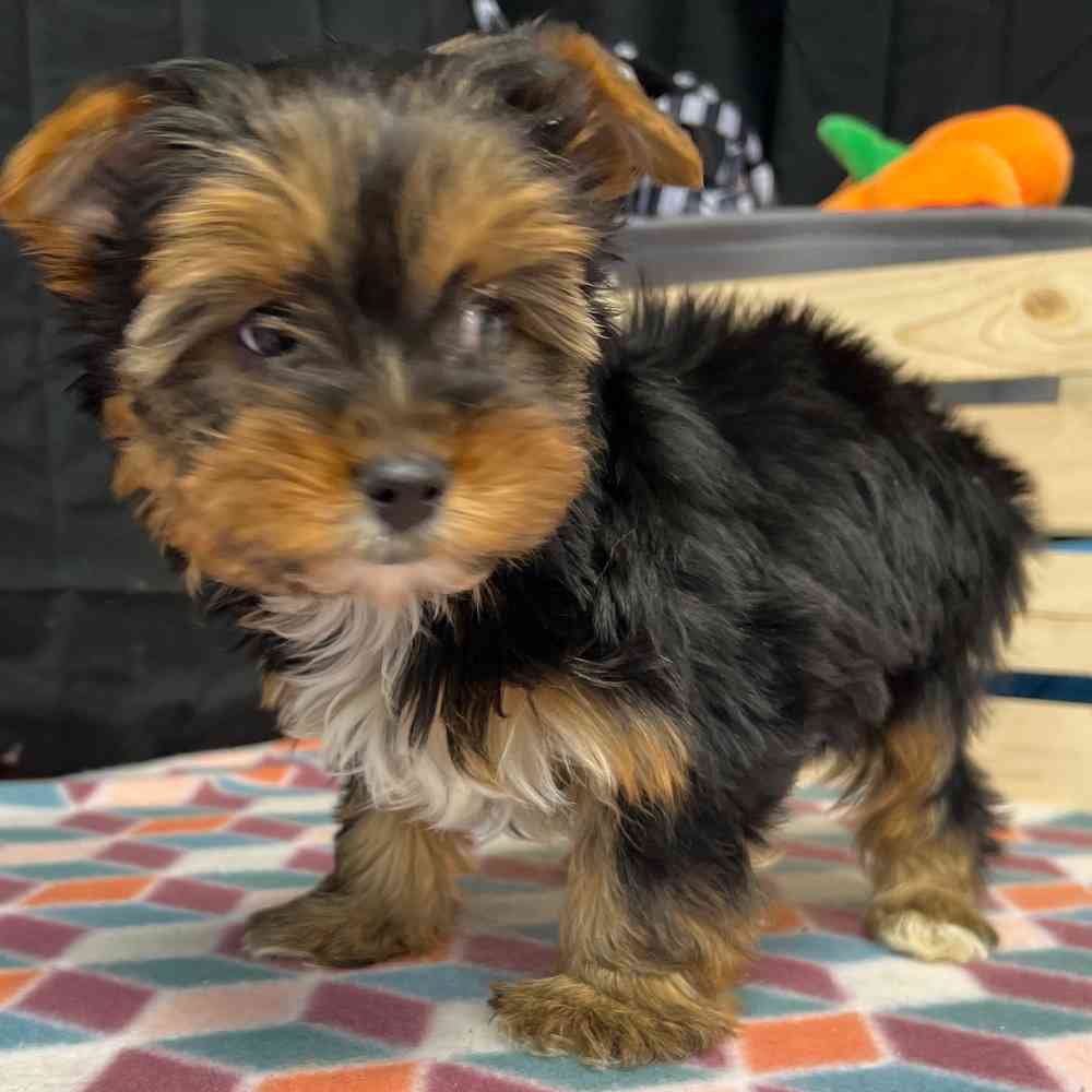 Female Yorkie puppy named Maisy for sale at Puppy Dreams - Junction City.