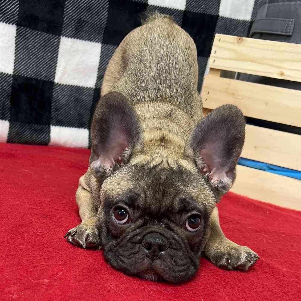 Male French Bulldog puppy named Drew for sale at Puppy Dreams - Junction City.