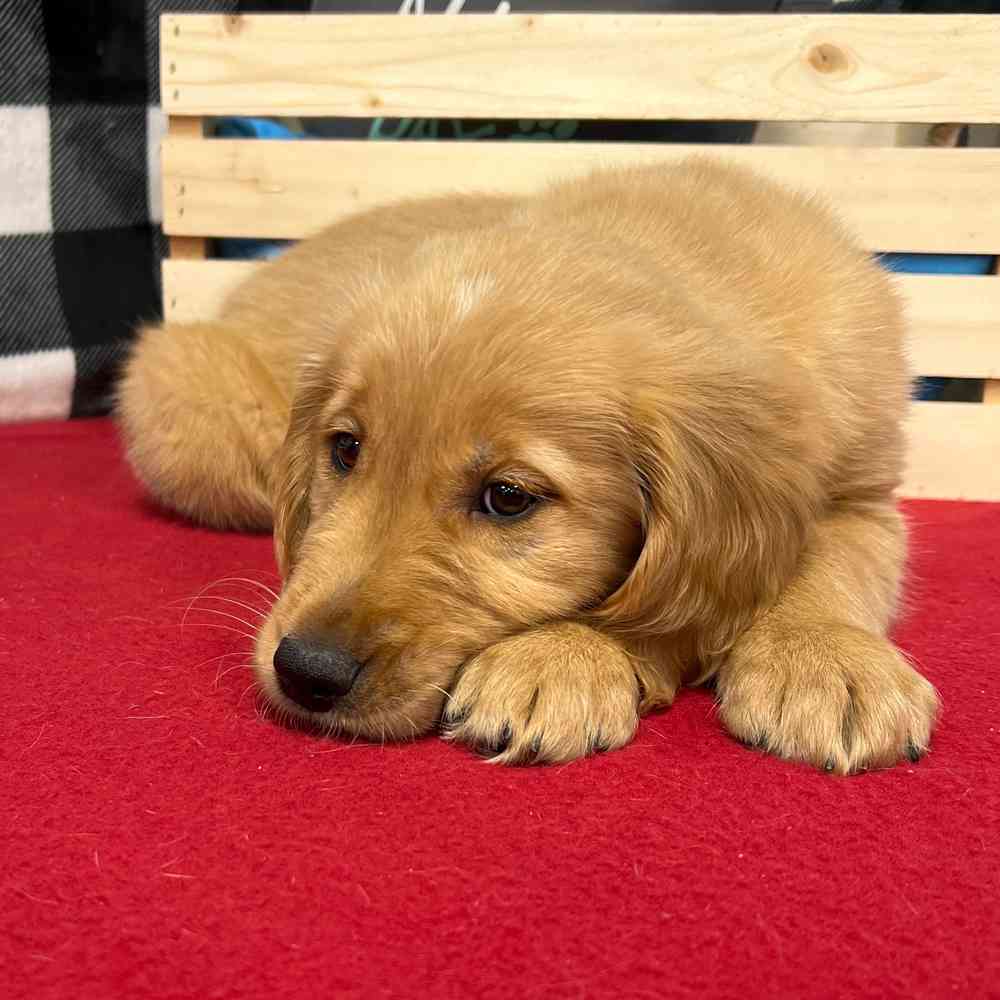 Male Golden Retriever puppy named Rusty for sale at Puppy Dreams - Junction City.