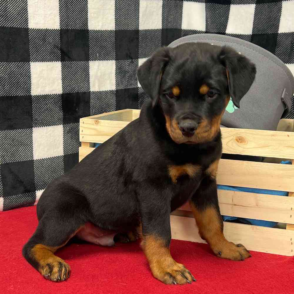 Male Rottweiler puppy named Hephaestus for sale at Puppy Dreams - Junction City.