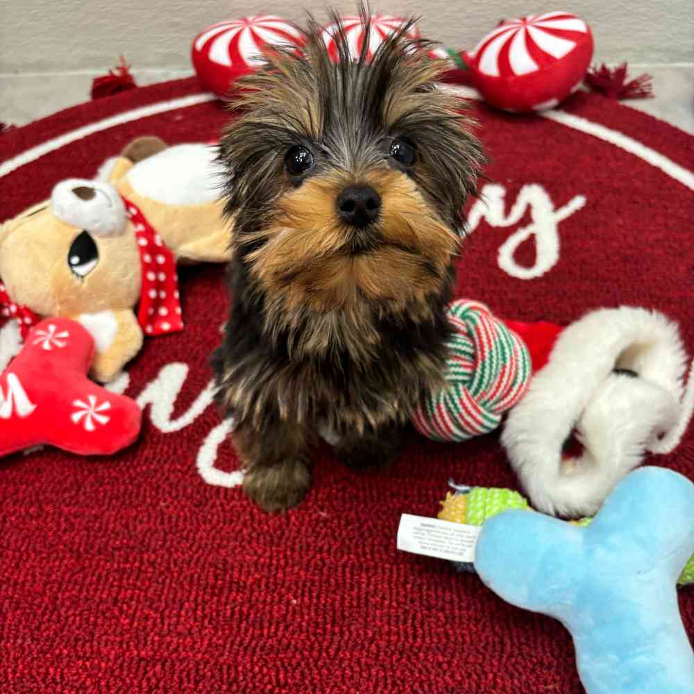 Female Yorkie puppy named Zara for sale at Puppy Dreams - Wichita West.