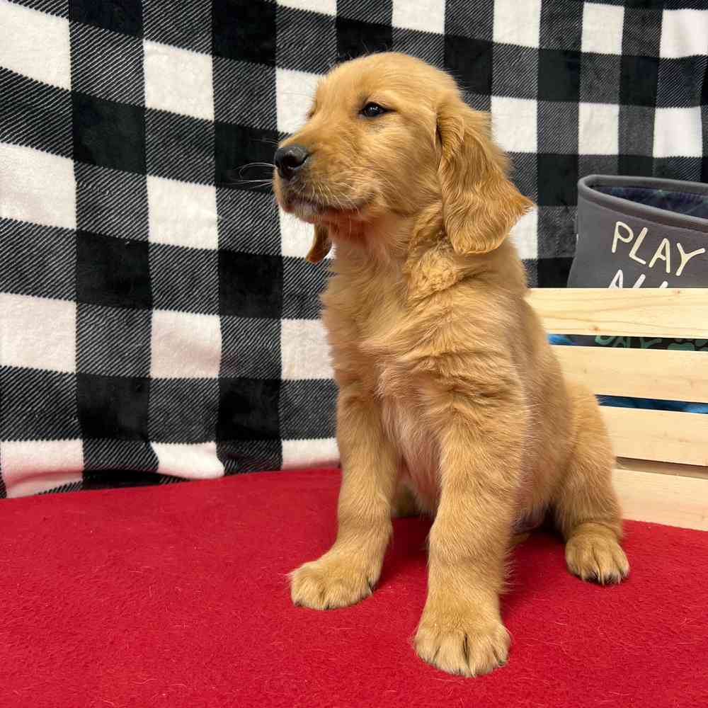 Male Golden Retriever puppy named Rusty for sale at Puppy Dreams - Junction City.