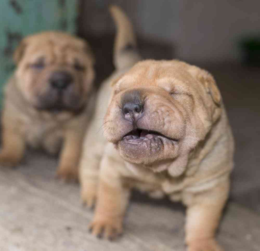 Shar Pei Puppies for Sale image