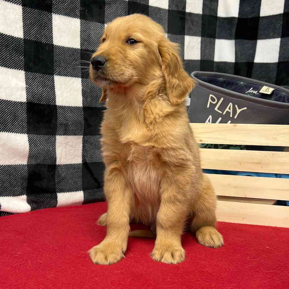 Male Golden Retriever puppy named Rusty for sale at Puppy Dreams - Junction City.