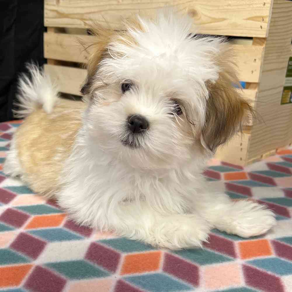 Female Lhasa Apso puppy named Scarlett for sale at Puppy Dreams - Junction City.