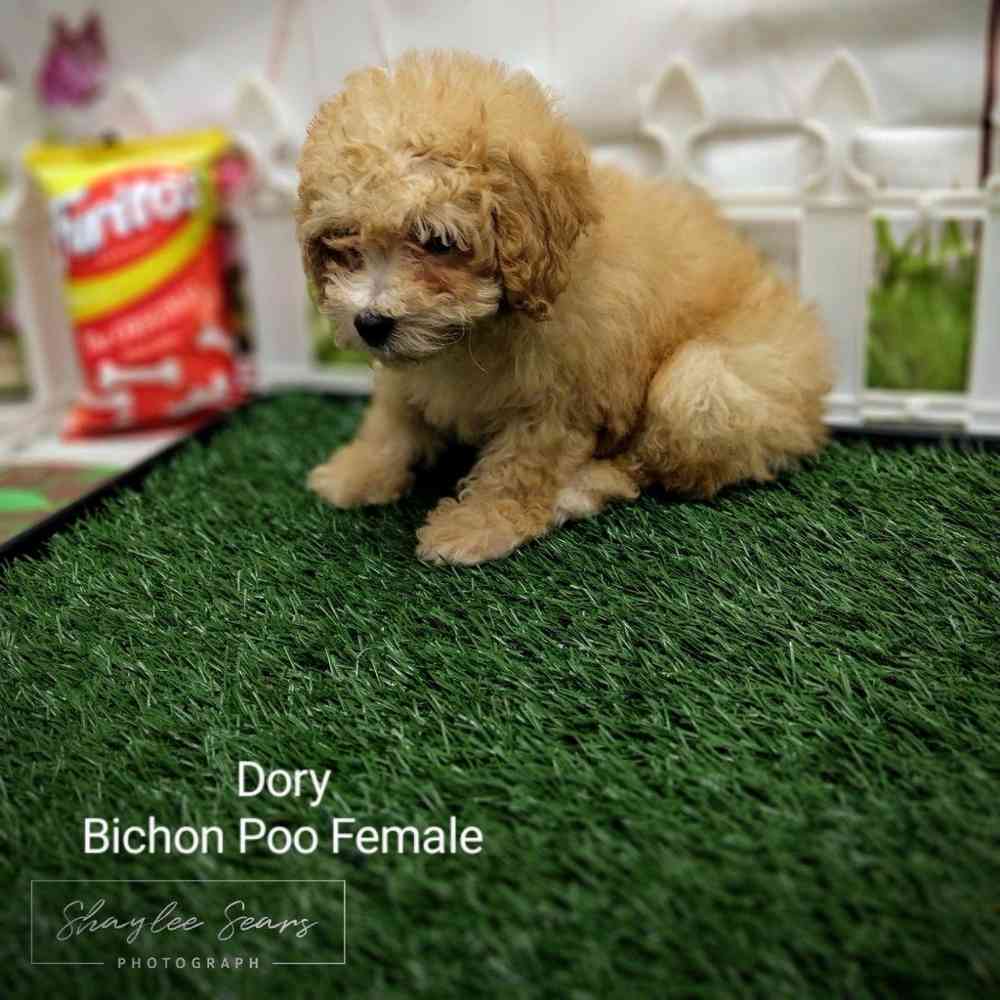 Female Bichon-Poodle puppy named Dory for sale at Puppy Dreams - Wichita West.