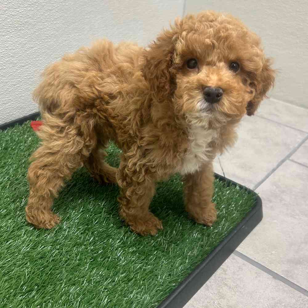 Male Mini Poodle puppy named Steve for sale at Puppy Dreams - Wichita West.