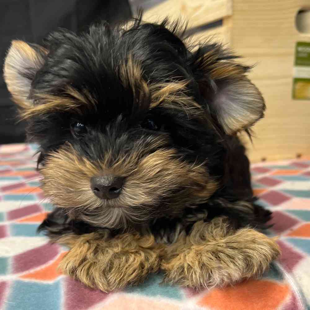 Male Yorkie puppy named Seth for sale at Puppy Dreams - Junction City.
