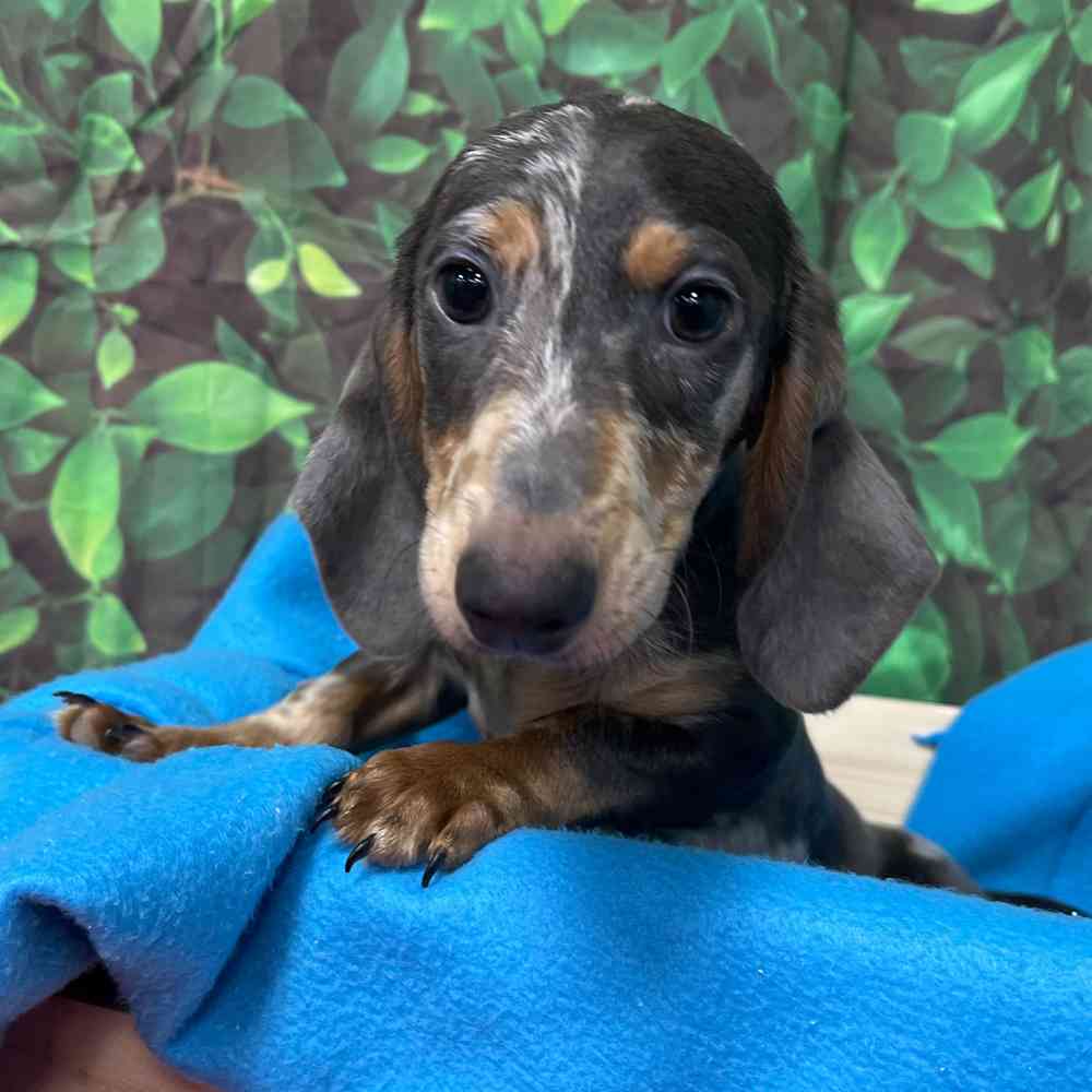 Male Dachshund puppy named Chief for sale at Puppy Dreams - Junction City.